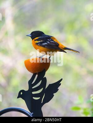 Ein männlicher Oriole sitzt auf einer Orange, die auf einem ornamentalen Schädenhaken platziert wurde. Hintergrund verschwommen. Stockfoto