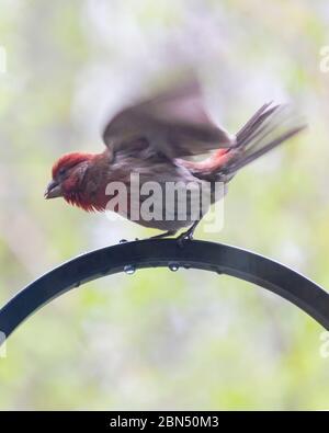 Ein männlicher Hausfink schüttelt den Regen aus seinen Federn, während er auf einem Schafhals über einem Vogelfutterhäuschen steht. Hintergrund verschwommen. Flügel mit Mot Stockfoto