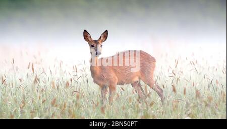 Überraschte Rehe, die auf der Wiese in nebliger Frühlingsnatur starren. Stockfoto