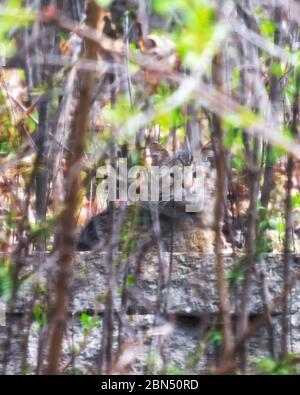 Eine wilde Katze versteckt sich in der Unterbürste und verfolgt ein nahegelegenes Vogelfutter. Stockfoto