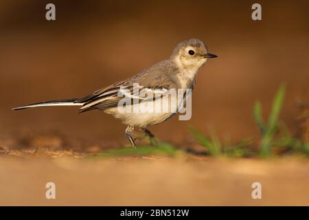 Junge weiße Bachstelze, die im Sommer bei Sonnenuntergang auf dem Sand des Flussufers spazieren. Stockfoto