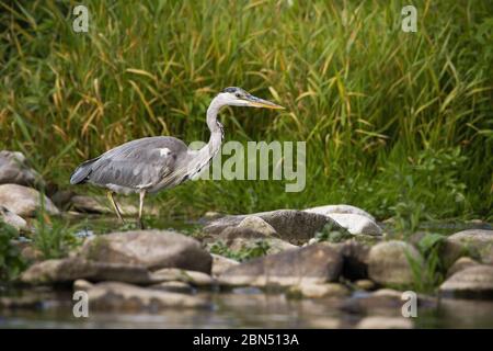 Konzentrierter Graureiher wat einen Fluss während einer Jagd bei Sonnenaufgang im Sommer Stockfoto