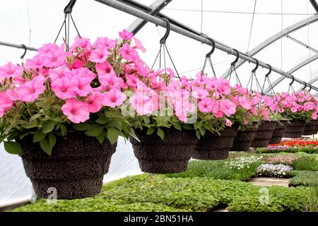 Hängende Körbe von rosa Petunia Blumen, die für den Verkauf in einem Gewächshaus Kindergarten angebaut und gepflegt werden. Stockfoto