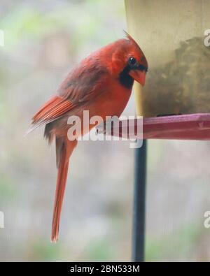 Männlich Northern Cardinal thront am Vogelfutterhäuschen mit Kopf gespannt Blick auf die Kamera. Hintergrund verschwommen. Aufgenommen im Frühjahr. Stockfoto