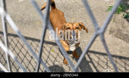 Ein kleiner aggressiver Hund erlaubt keinen Zugang zum Hof und Tor. Er bellt und knurrt Fremde an. Stockfoto