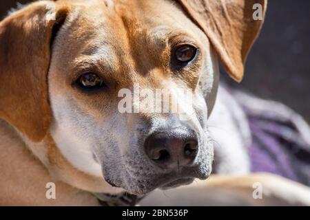 Nahaufnahme eines Beagle-Mischkopfes, der in die Kamera blickt, während er auf einer im Hintergrund verschwommenen Decke liegt. Stockfoto