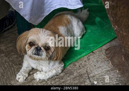 Ein kleiner Miniaturhund unter dem Tisch beobachtet den Fotografen. Stockfoto