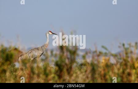 Ein Sandhill Crane Grus Canadensis, der durch das Unkraut an einem Flussufer geht. Stockfoto