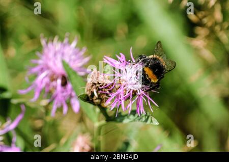 Biene auf einer Blüte Stockfoto