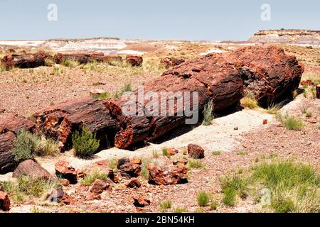 Ein großes Segment eines versteinerten Baumstammes. Stockfoto