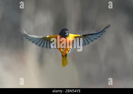 Baltimore Oriole männlich im Flug Stockfoto