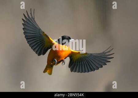 Baltimore Oriole männlich im Flug Stockfoto