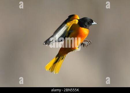 Baltimore Oriole männlich im Flug Stockfoto