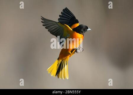 Baltimore Oriole männlich im Flug Stockfoto