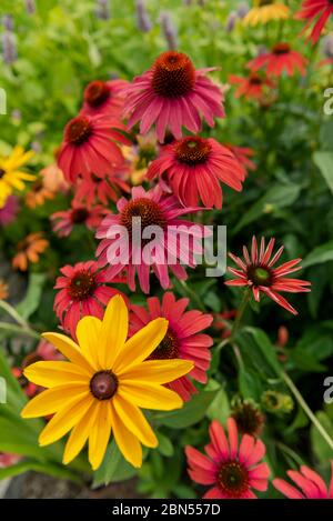 Echinacea, wild im Mittleren Westen der USA Stockfoto