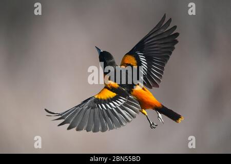 Baltimore Oriole männlich im Flug Stockfoto