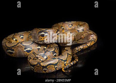 Netzpython (Python reticulatus) isoliert auf schwarzem Hintergrund. Stockfoto