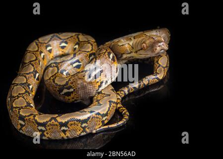 Netzpython (Python reticulatus) isoliert auf schwarzem Hintergrund. Stockfoto