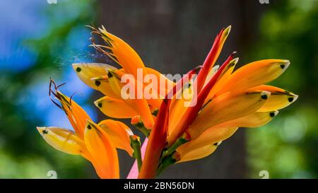 Fische im Garten! Fischartige Blüten blühen. Heliconia psittacorum, bekannt als Papageienschnabel, Papageienblume und falsche Paradiesvogel-Blume Stockfoto