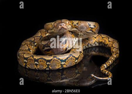 Netzpython (Python reticulatus) isoliert auf schwarzem Hintergrund. Stockfoto