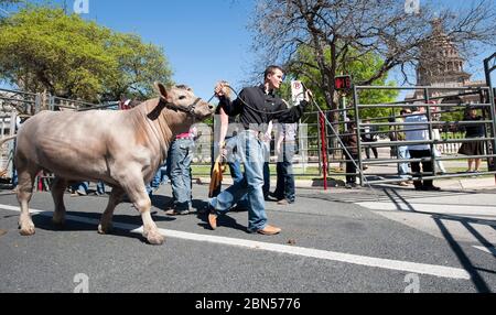 Austin Texas, USA, März 22 2012: Teilnehmer des Grand Champion Steer Events paradieren ihre Beiträge vor dem Texas Capitol anlässlich des 75. Jahrestages des Star of Texas Rodeo. Das Rodeo zieht Tausende von Jugendlichen aus Zentraltexas an, um an Veranstaltungen teilzunehmen, von der Abseilung der Kälber bis zum Kochen. ©Bob Daemmrich Stockfoto