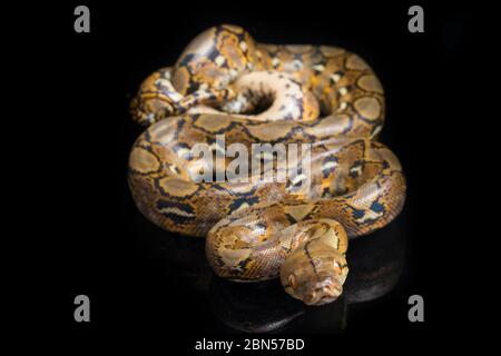 Netzpython (Python reticulatus) isoliert auf schwarzem Hintergrund. Stockfoto