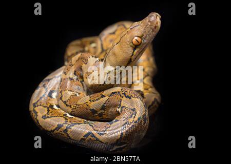 Netzpython (Python reticulatus) isoliert auf schwarzem Hintergrund. Stockfoto