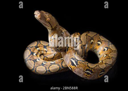 Netzpython (Python reticulatus) isoliert auf schwarzem Hintergrund. Stockfoto