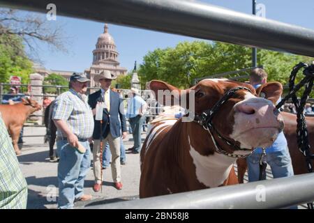 Austin Texas, USA, März 22 2012: Teilnehmer des Grand Champion Steer Events paradieren ihre Beiträge vor dem Texas Capitol anlässlich des 75. Jahrestages des Star of Texas Rodeo. Das Rodeo zieht Tausende von Jugendlichen aus Zentraltexas an, um an Veranstaltungen teilzunehmen, von der Abseilung der Kälber bis zum Kochen. ©Bob Daemmrich Stockfoto