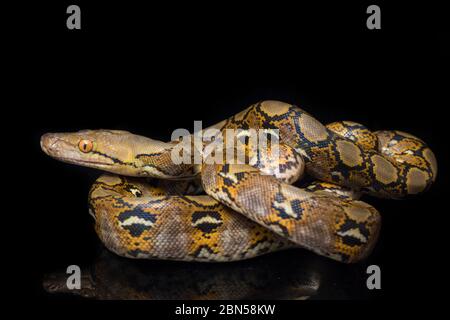 Netzpython (Python reticulatus) isoliert auf schwarzem Hintergrund. Stockfoto