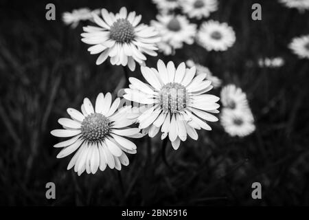 Ein Klumpen gewöhnlicher Gänseblümchen (Bellis perennis), ein typisches Unkraut im Frühjahr auf einem Rasen in Surrey, Südostengland Stockfoto