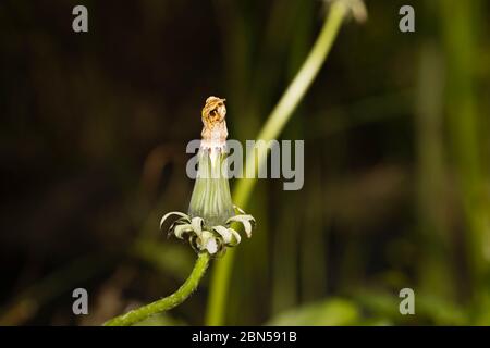 Nahaufnahme eines geschlossenen Löwenzahns (Taraxacum officinale) Blütenkopf, ein gewöhnliches Gartenkraut, in Blüte im Frühjahr in Surrey, Südostengland Stockfoto