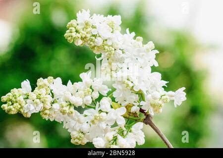 Weiße Flieder Blume Makro-Fotografie auf Natur grünen Hintergrund Stockfoto