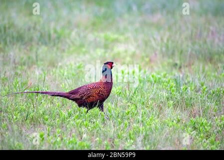 Schöne helle männliche Fasane oder Phasianus colchicus Spaziergänge im Gras Stockfoto