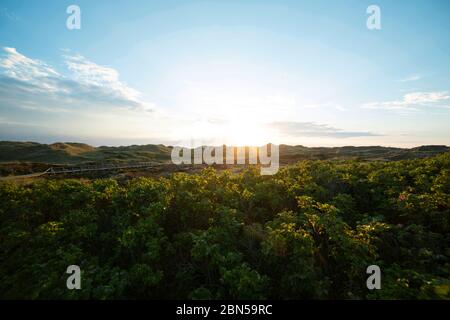 Sonnenaufgang über dichtem grünen Busch auf rollenden Küstendünen mit goldenem Schein am Horizont und den Blättern der Pflanzen in einer landschaftlich reizvollen Landschaft, die Th Stockfoto