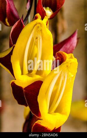 Puppenschuhe oder Thunbergia Mysorensis, auch Mysore trumpetvine oder indische Uhrenrebe genannt, ist eine Art der blühenden Pflanze in der Familie Acanthaceae Stockfoto