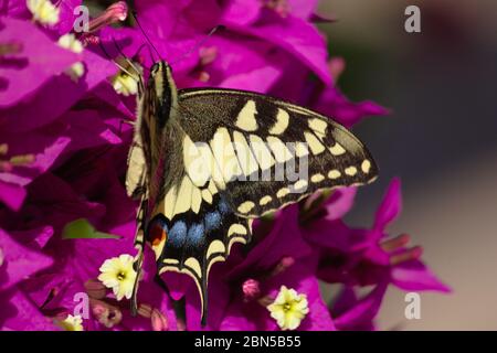 Ein Schmetterling, der als gelber Schwalbenschwanz auf violetten Bougainvillea-Blüten und einem neutralen Hintergrund bekannt ist Stockfoto