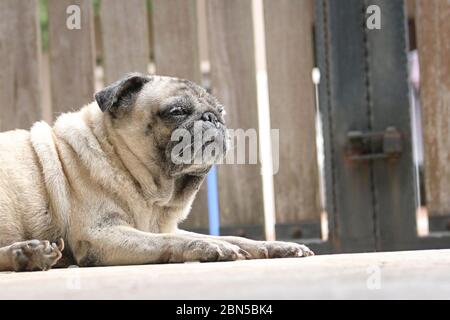 Mops Hund liegt auf dem Boden. Schlafender Look. Verschlossenes Tor im Hintergrund. Konzept „Bleib zu Hause“. Stockfoto