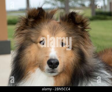 Nahaufnahme des freundlichen Gesichts eines jungen Erwachsenen Shetland Sheepdog, eine Rasse von Hütehund oft als Sheltie oder Collie bezeichnet Stockfoto