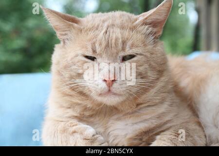 Rote Katze mit grünen Augen auf einem hellblauen Sessel vor Gartenhintergrund Stockfoto