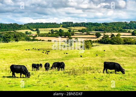 Weidende Kühe auf einer Wiese in England Stockfoto