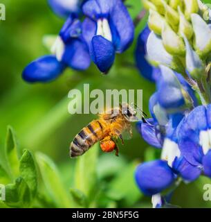 Bienen bestäuben Texas Bluebonnet Wildblumen im Frühjahr Stockfoto