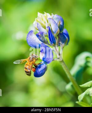 Bienen bestäuben Texas Bluebonnet Wildblumen im Frühjahr Stockfoto