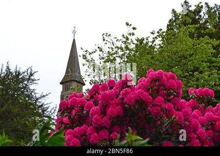 St Mary's Church, IDE Hill, Kent, Großbritannien. Ungewöhnliche Spitze späht über Rhododendren in der Blume in, was Kents höchstes Dorf sein kann. Mai. Auf Greensand Ridge Stockfoto