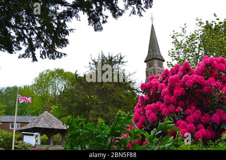 St Mary's Church, IDE Hill, Kent, Großbritannien. Ungewöhnliche Spitze späht über Rhododendren in der Blume in, was Kents höchstes Dorf sein kann. Mai. Auf Greensand Ridge Stockfoto