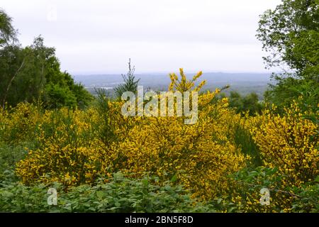 Blühende Goren auf einer Lichtung am Greensand Ridge in IDE Hill, Kent, nahe Sevenoaks, auf dem Land des National Trust. Octavia Hill begann NT hier im 19. Jahrhundert Stockfoto