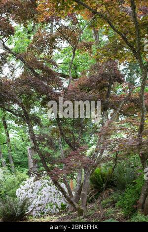 Acer palmatum „Oshio-beni“. Stockfoto