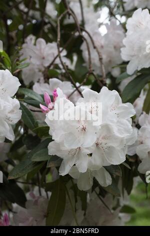 Rhododendron „White Pearl“. Stockfoto