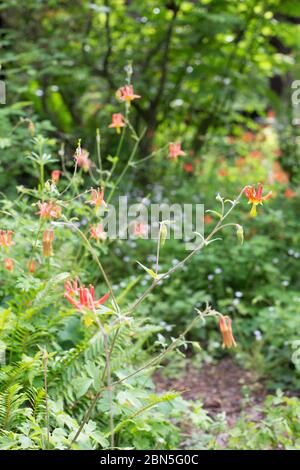 Aquilegia formosa - westliche Kolumbine. Stockfoto