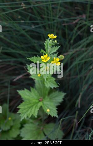 Geum macrophyllum - großblättrige Blätterspinnen. Stockfoto